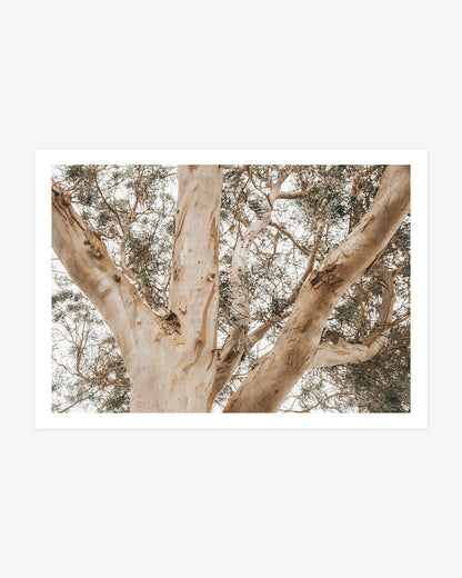 Morro Bay eucalyptus tree photography featuring pale textured bark, sculptural branches and soft green leaves in warm neutral tones.