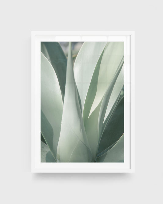 Agave plant wall art featuring a close-up of soft green agave leaves with smooth curves and layered textures in natural light, framed in a white frame.