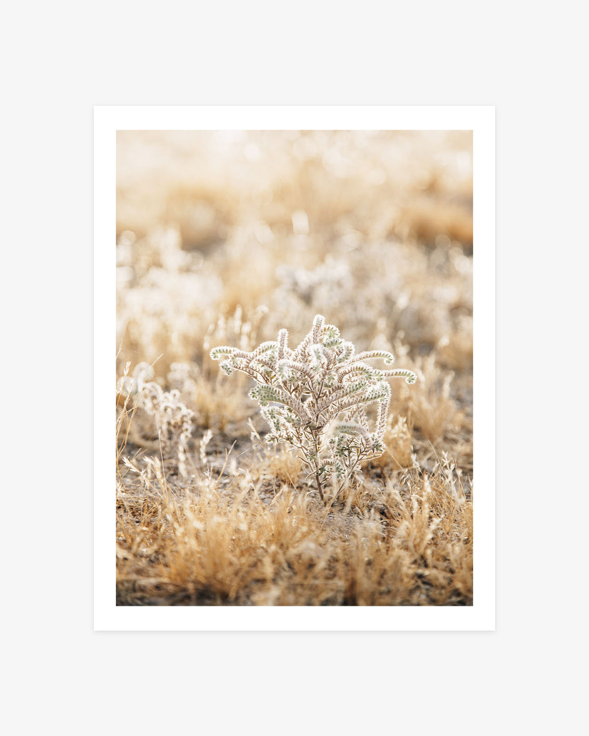 Sunlit desert plant surrounded by golden grasses in a softly blurred arid landscape.
