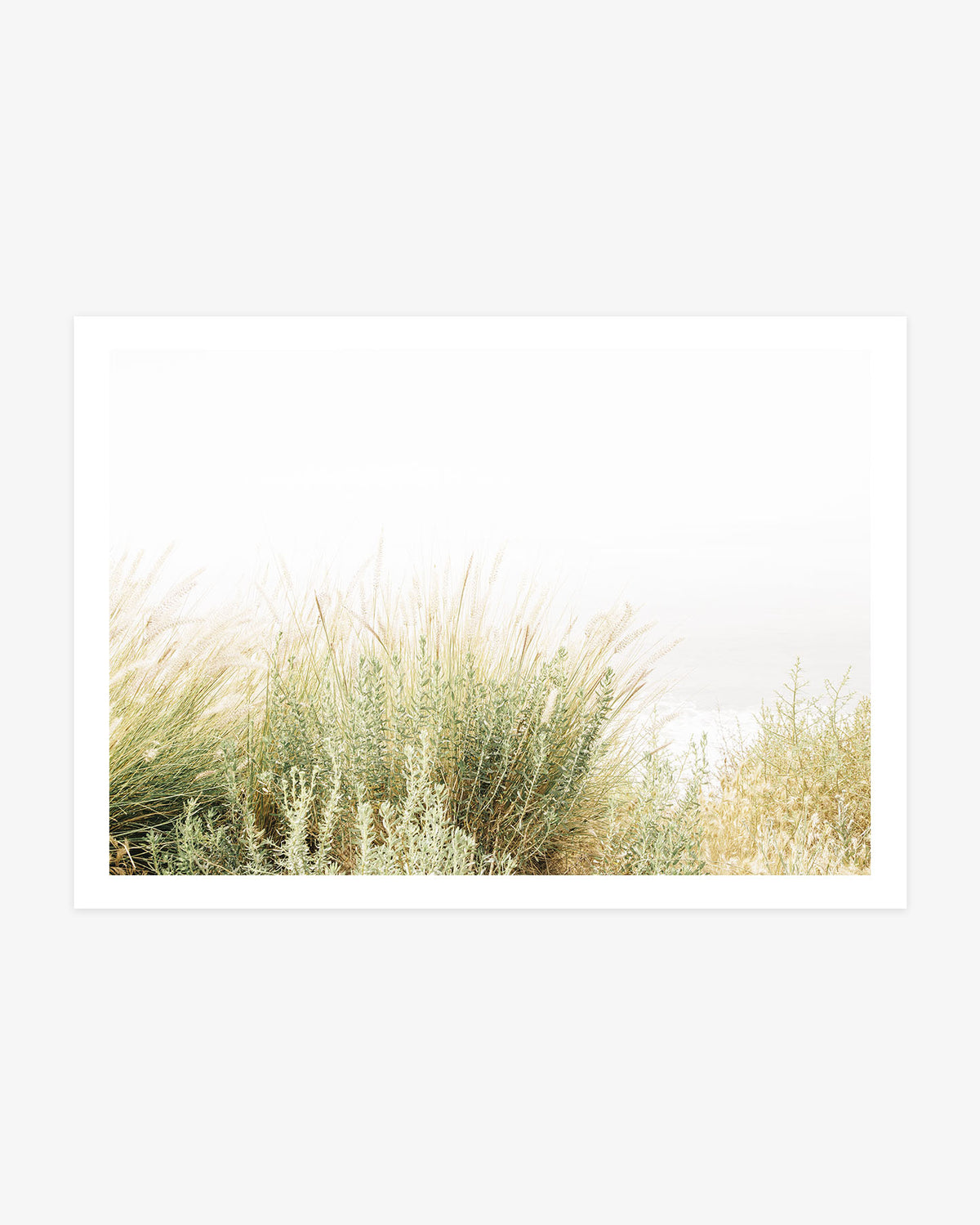 Malibu coastal botanical photography featuring soft green shrubs and feathery grasses overlooking a pale, misty Pacific Ocean.