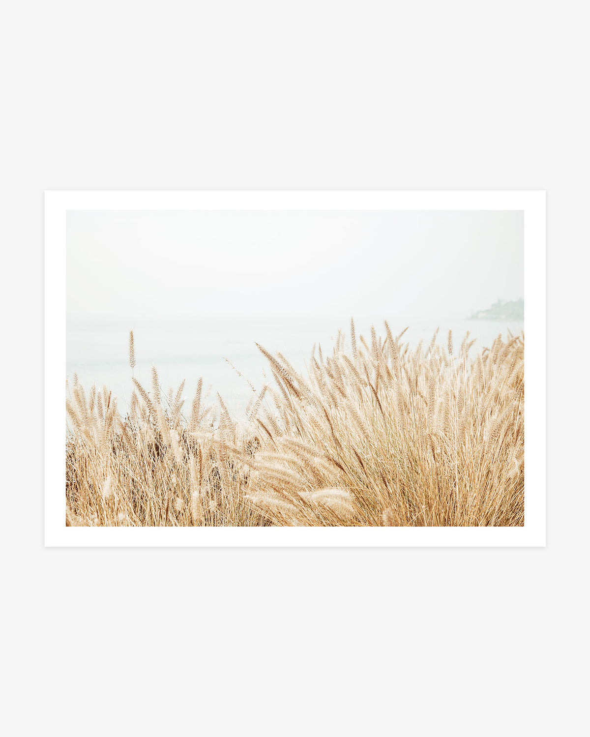 Southern California coastal photography featuring golden foxtail grass overlooking a softly blurred Pacific Ocean beneath pale natural light.
