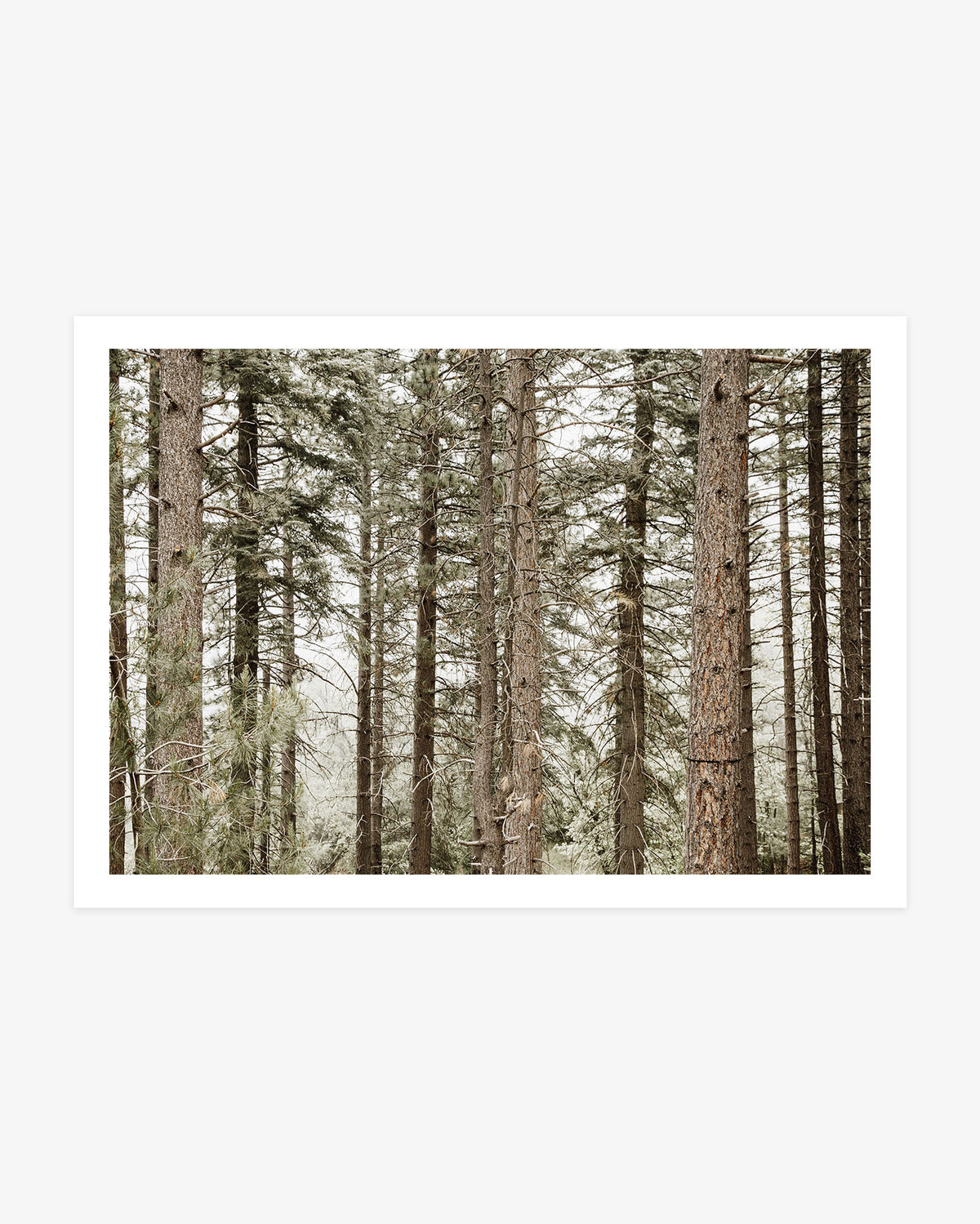 Lake Arrowhead forest photography featuring tall pine trees layered across a peaceful California mountain landscape.