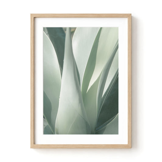 Sage Green Agave