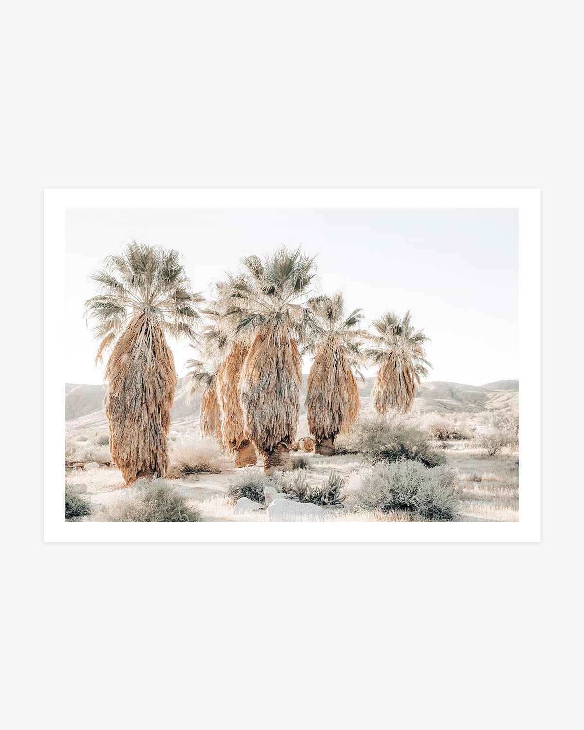 Anza-Borrego desert palm photography featuring a cluster of mature California fan palms surrounded by pale scrub and softly rolling desert hills.