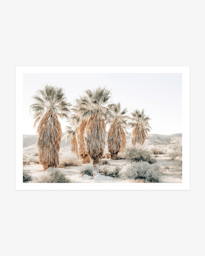 Anza-Borrego desert palm photography featuring a cluster of mature California fan palms surrounded by pale scrub and softly rolling desert hills.