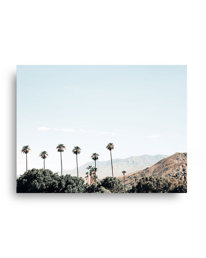 Desert Palms