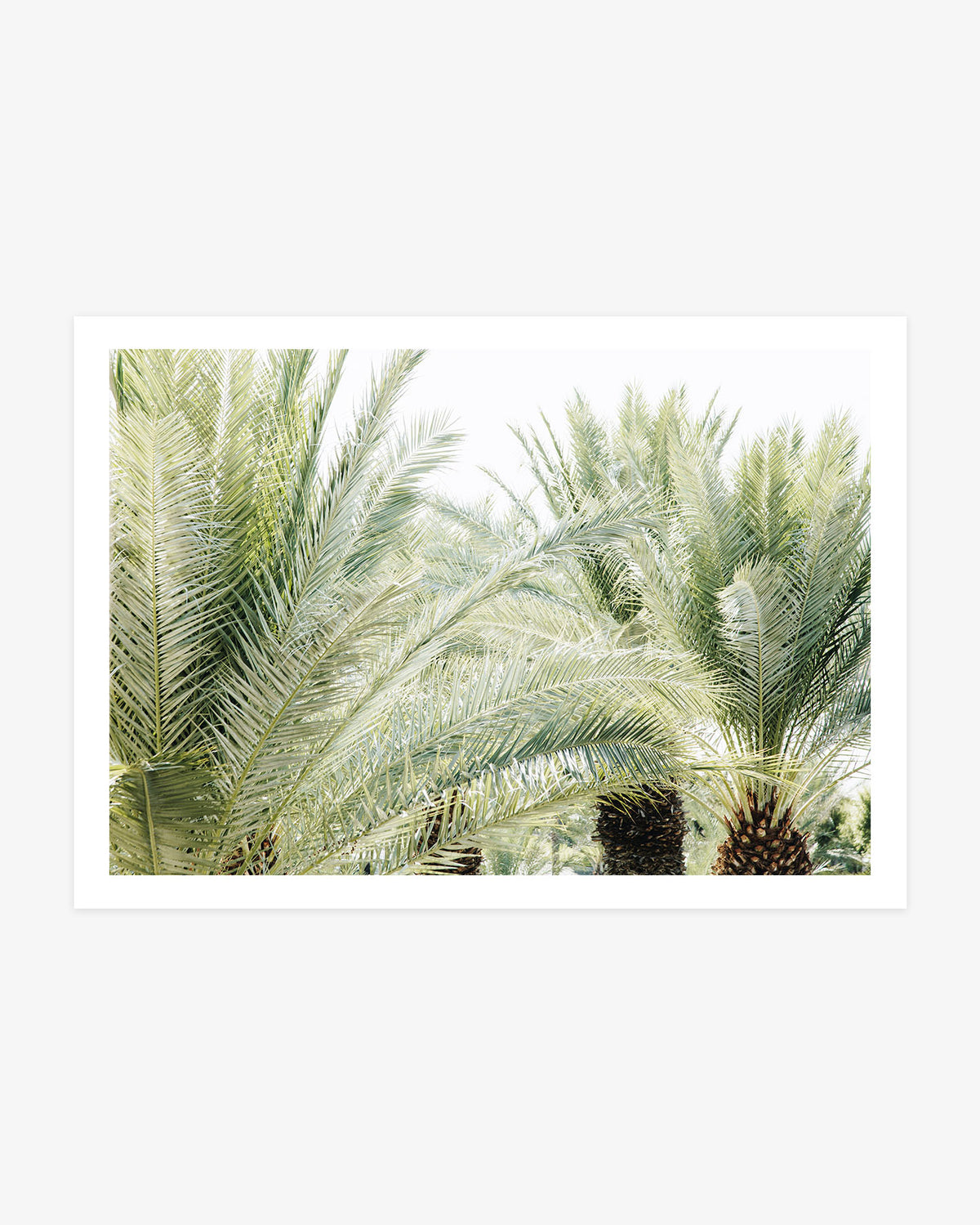 Soft green palm tree photography with layered tropical fronds in light, airy neutral tones.