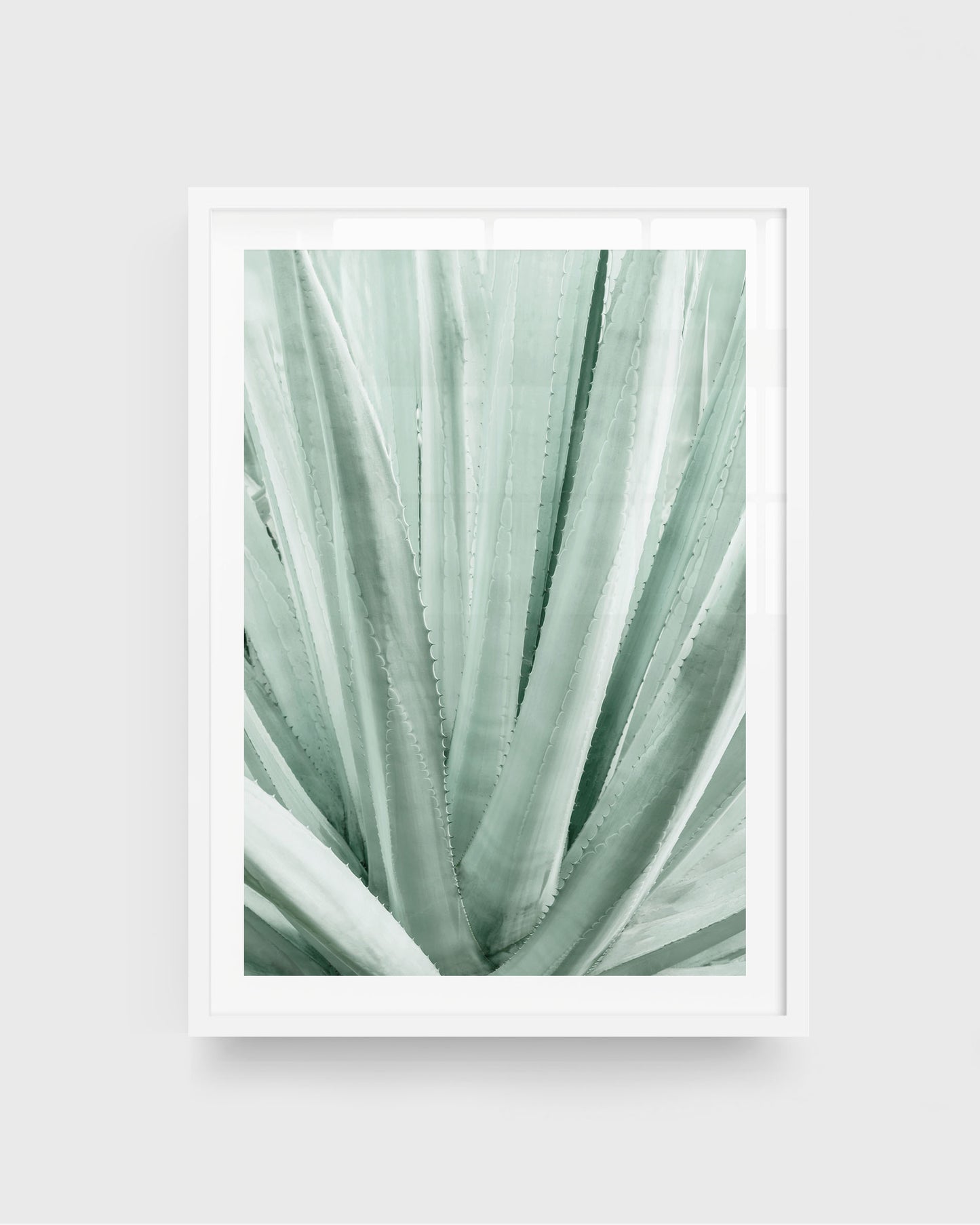 Soft Lines – Agave Plant Wall Art