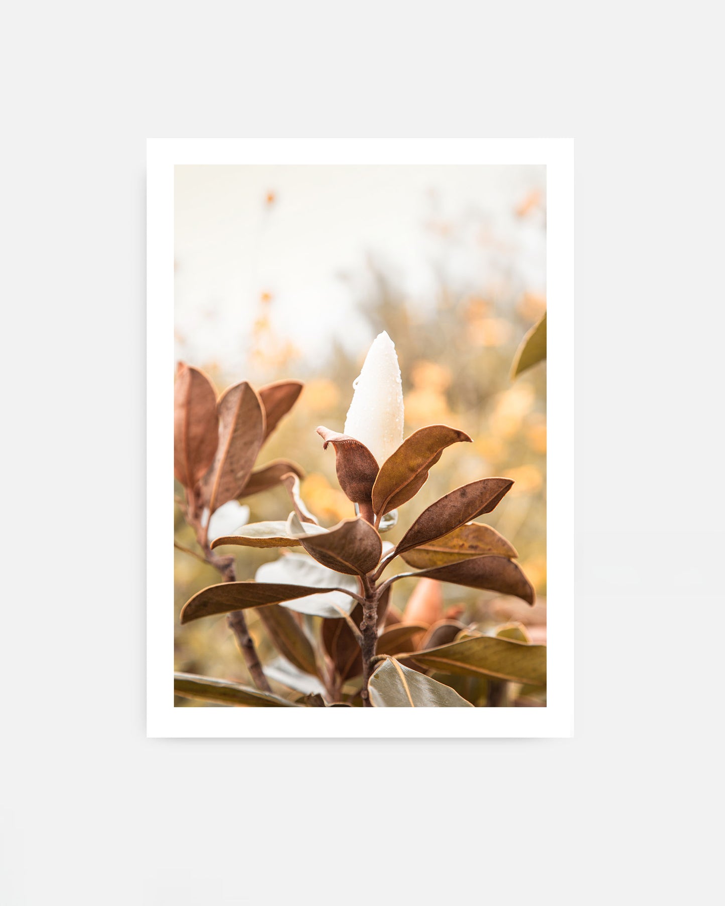 Soft Bloom – Magnolia Wall Art