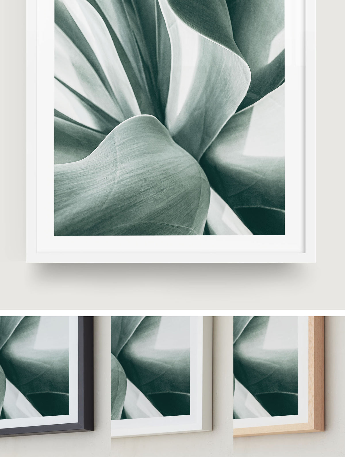 Agave Study