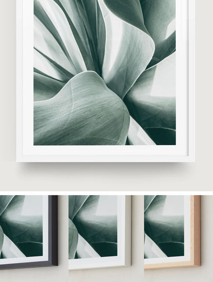 Agave Study