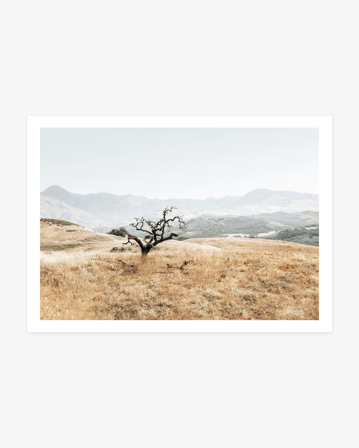 Santa Ynez Valley wall art featuring a lone weathered oak tree among golden rolling hills with softly layered California mountains beyond.