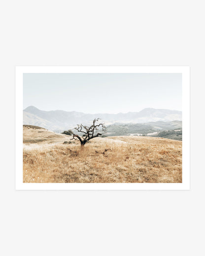 Santa Ynez Valley wall art featuring a lone weathered oak tree among golden rolling hills with softly layered California mountains beyond.