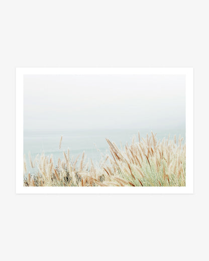 Coastal Fountain Grass
