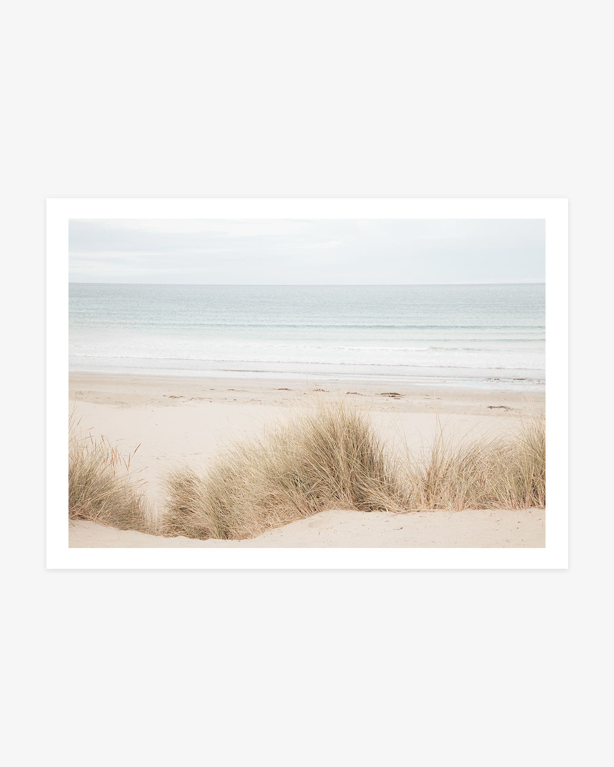 Coastal Dune Grass