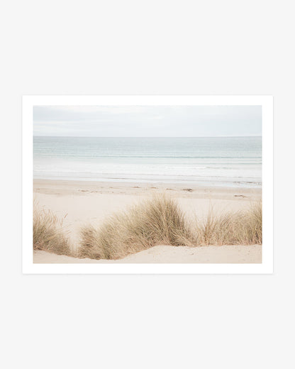 Coastal Dune Grass