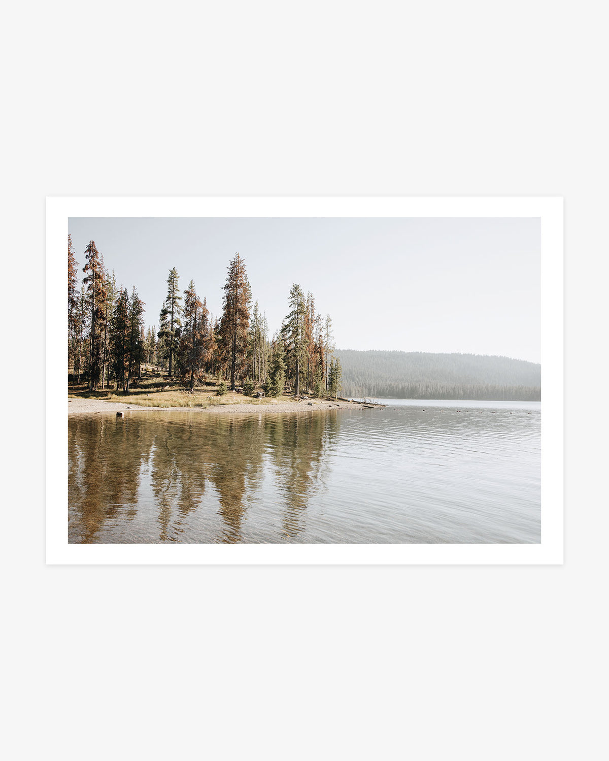California Cascade Range lake wall art featuring tall pine trees reflected in calm water beneath a pale mountain sky.