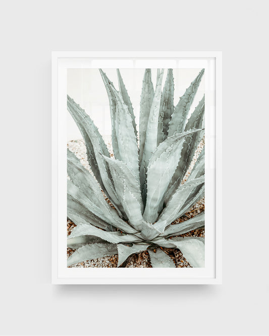 Agave plant wall art featuring a close-up of pale green agave leaves with textured edges growing in gravel, shown in soft natural light, framed in a white frame.