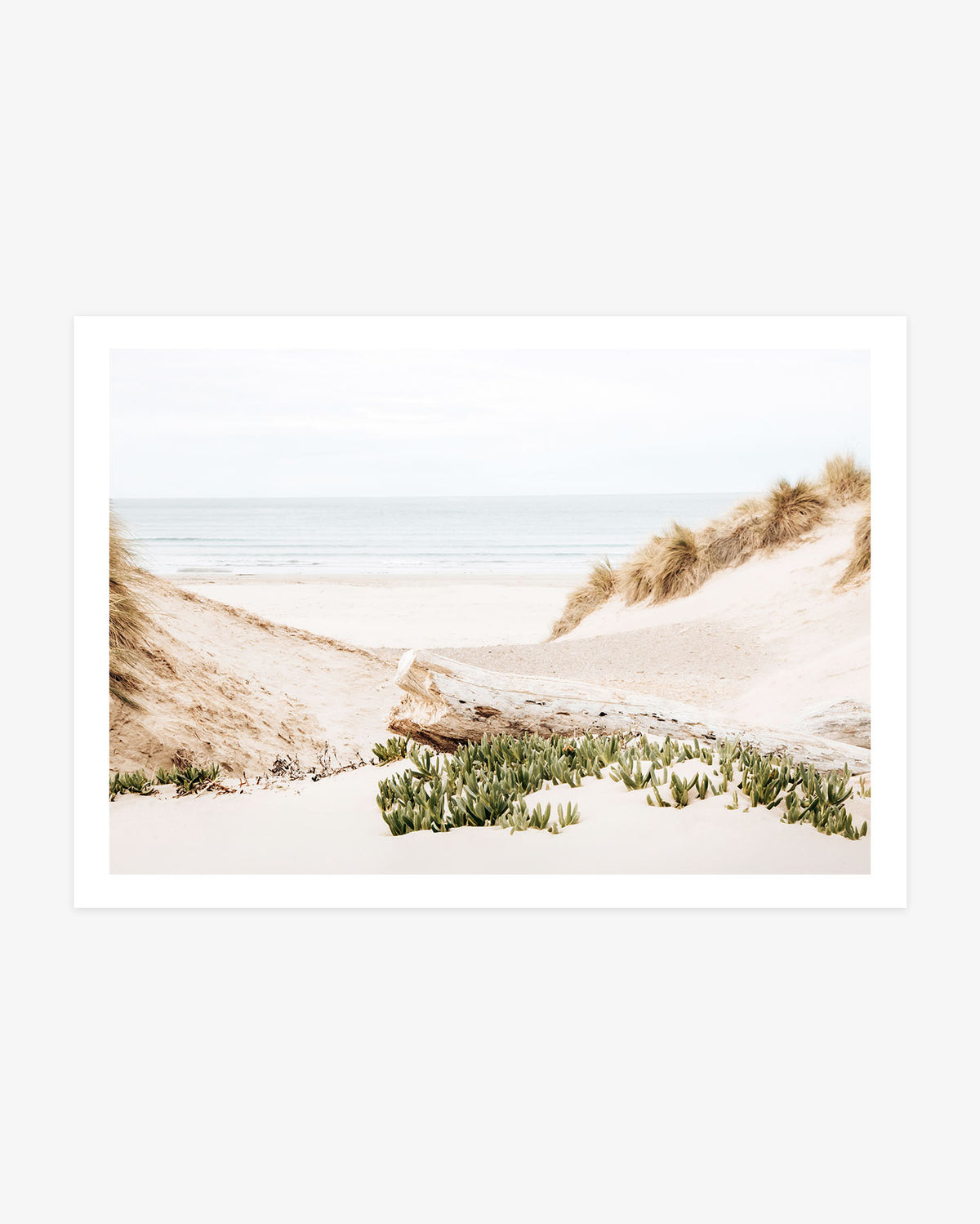 High key Morro Bay coastal photography featuring pale sand dunes, weathered driftwood, green beach plants and the Pacific Ocean beyond.