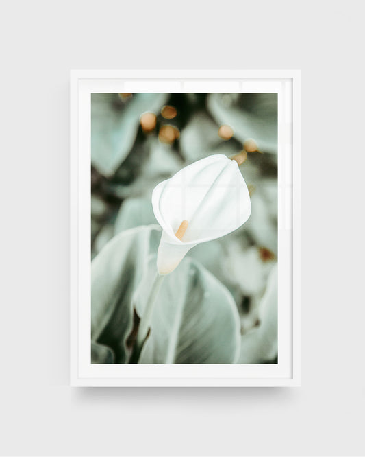 Calla lily wall art featuring a single white calla lily flower with soft green leaves and a blurred background with warm light bokeh, framed in a white frame.