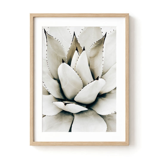 Desert Rosette