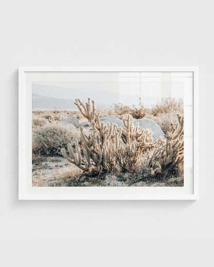 California desert wall art featuring a close view of cholla cactus with soft spines, surrounded by dry grasses and large boulders with distant mountains, framed in a white frame.