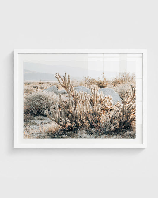 California desert wall art featuring a close view of cholla cactus with soft spines, surrounded by dry grasses and large boulders with distant mountains, framed in a white frame.