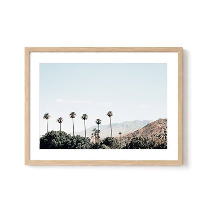 Desert Palms