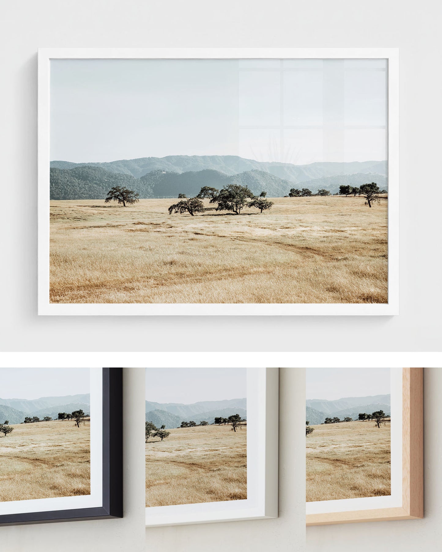 Open Meadow