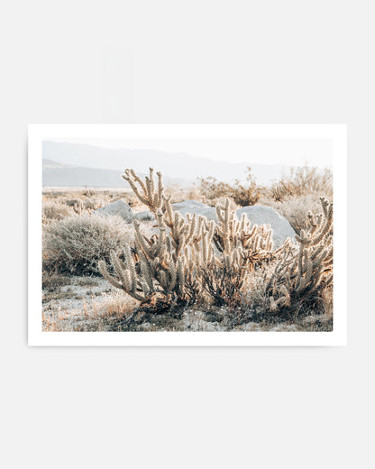 Cactus Texture – California Desert Wall Art