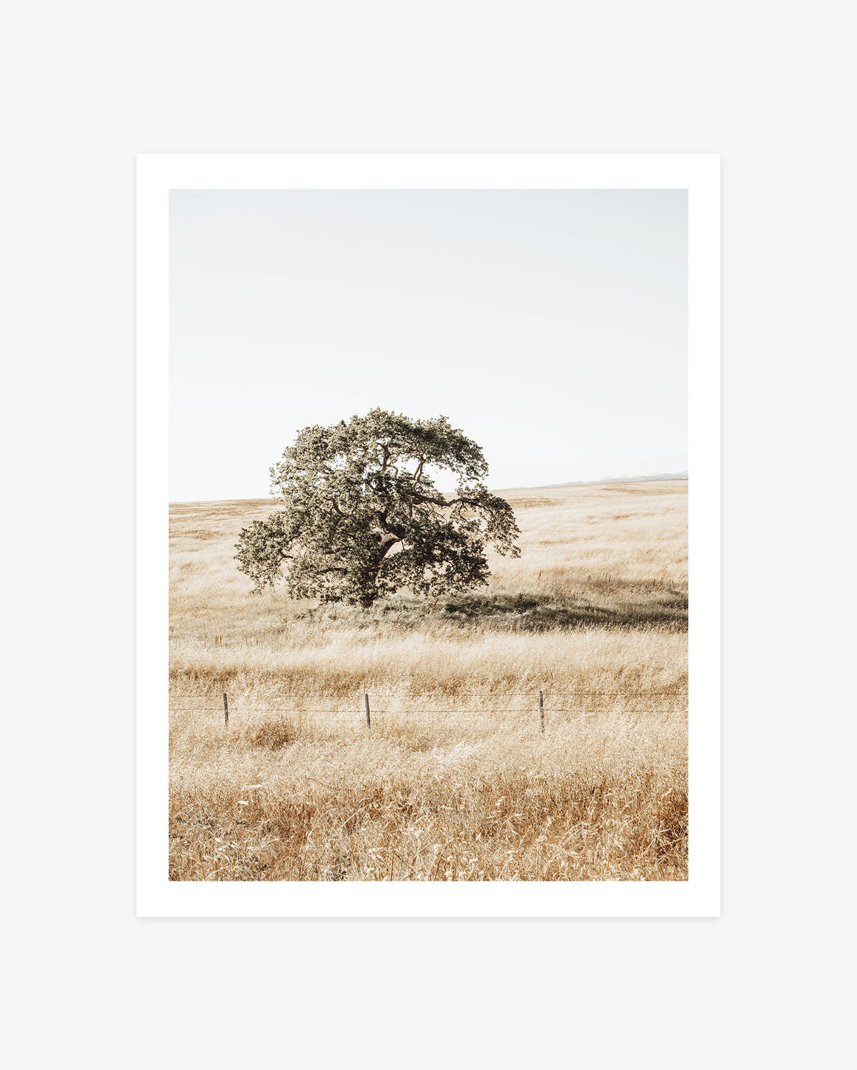 Santa Ynez Valley landscape photography featuring a mature oak tree surrounded by rolling fields of sunlit golden grass beneath a pale open sky.
