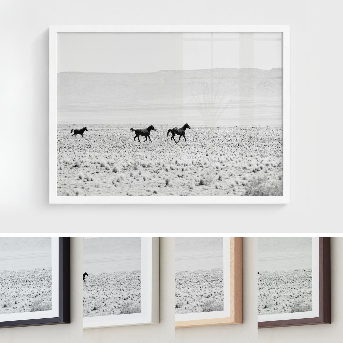 Wild Horses of the Desert