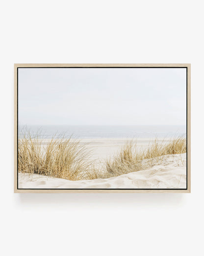 Coastal Dune Grass