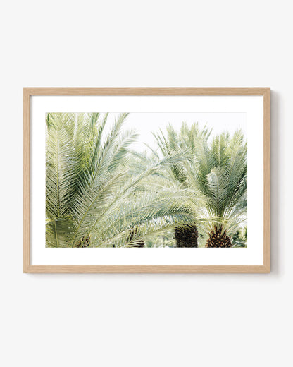 Palm Daydream