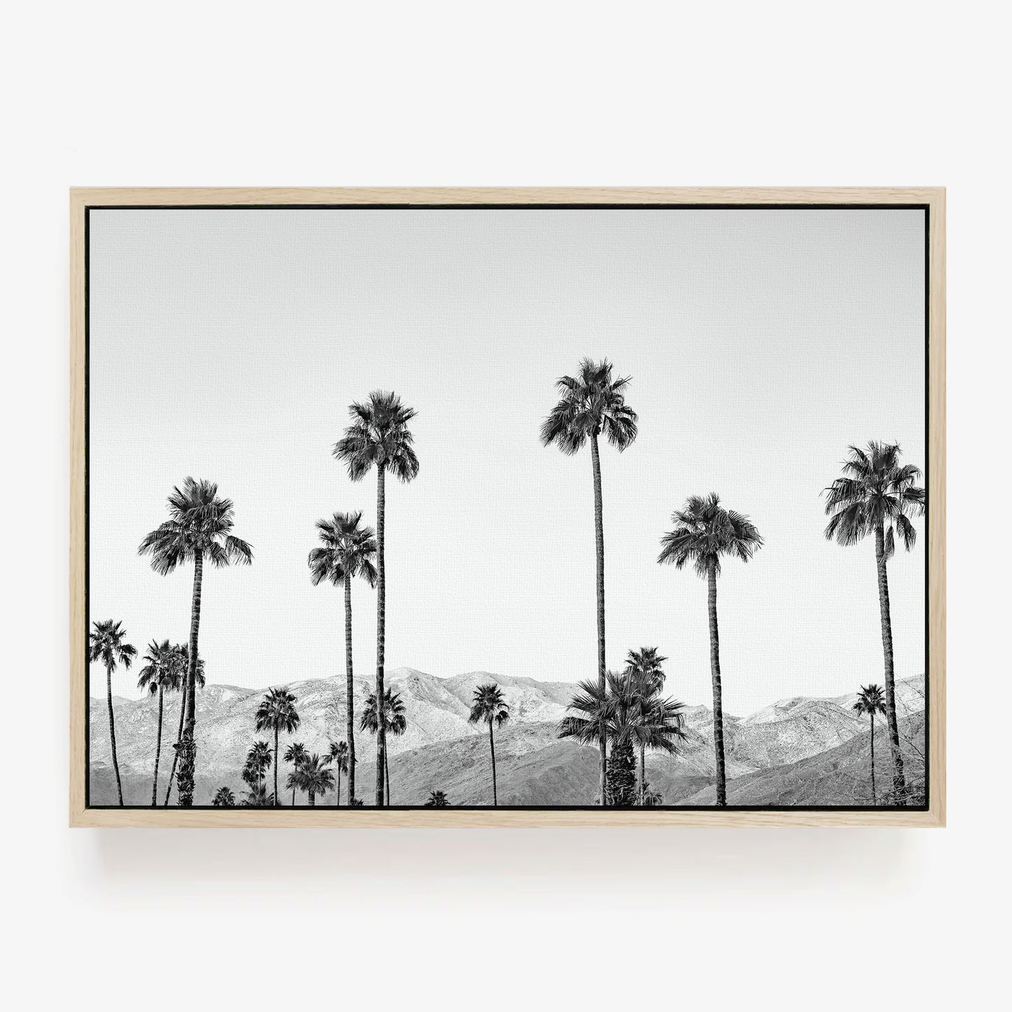 California Palms
