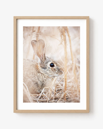 Cottontail