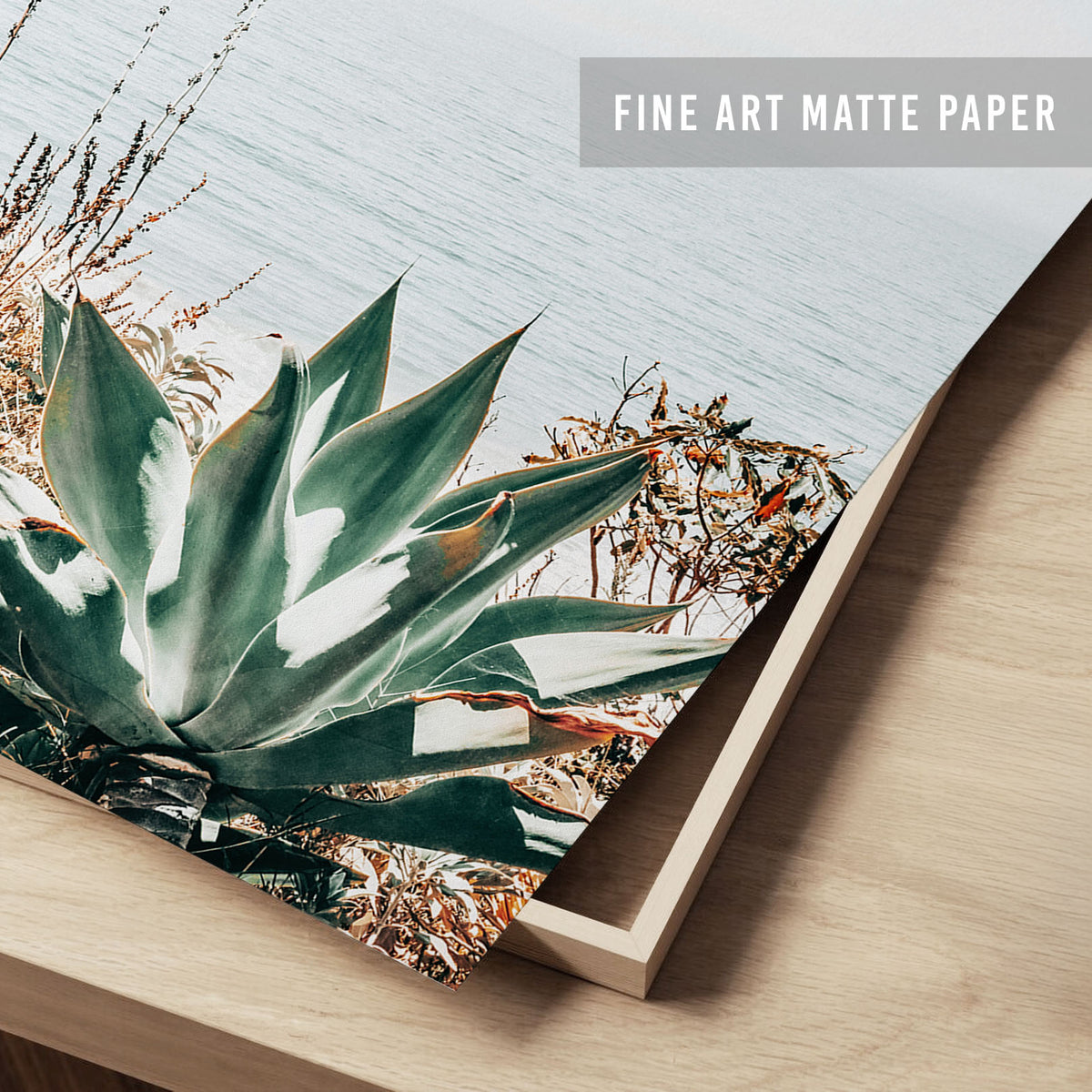 Pacific Agave