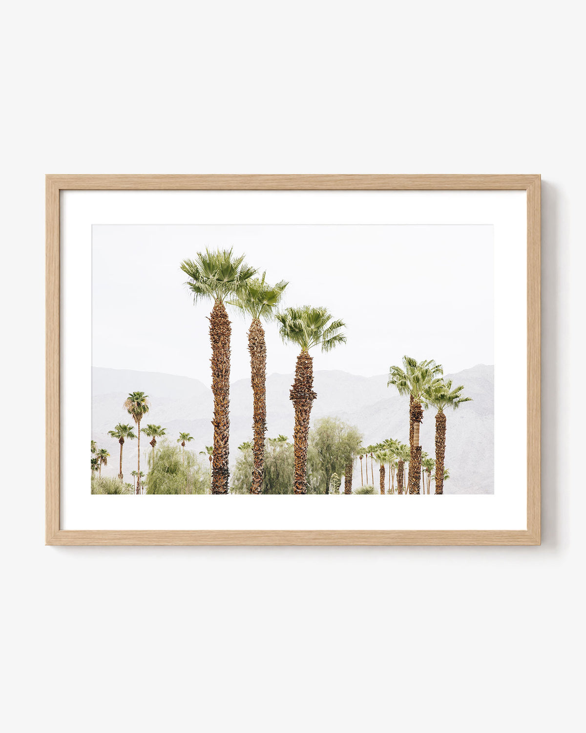 Palm Haze