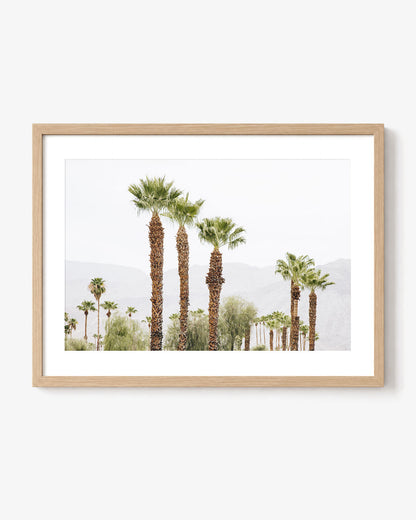 Palm Haze