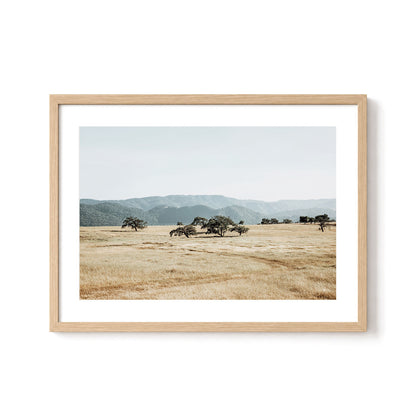 Open Meadow