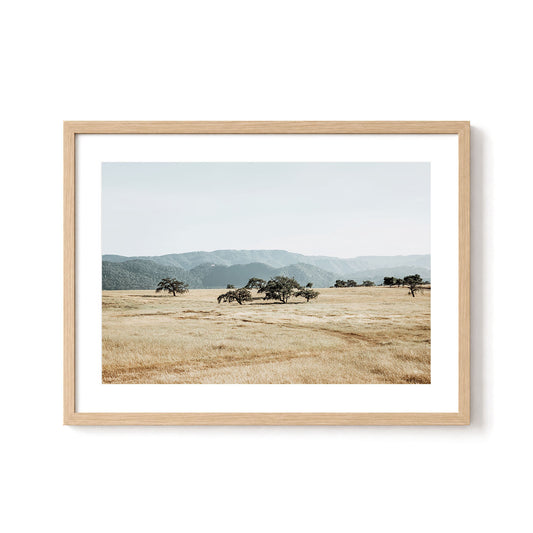 Open Meadow
