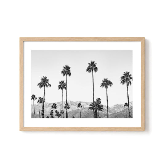 California Palms