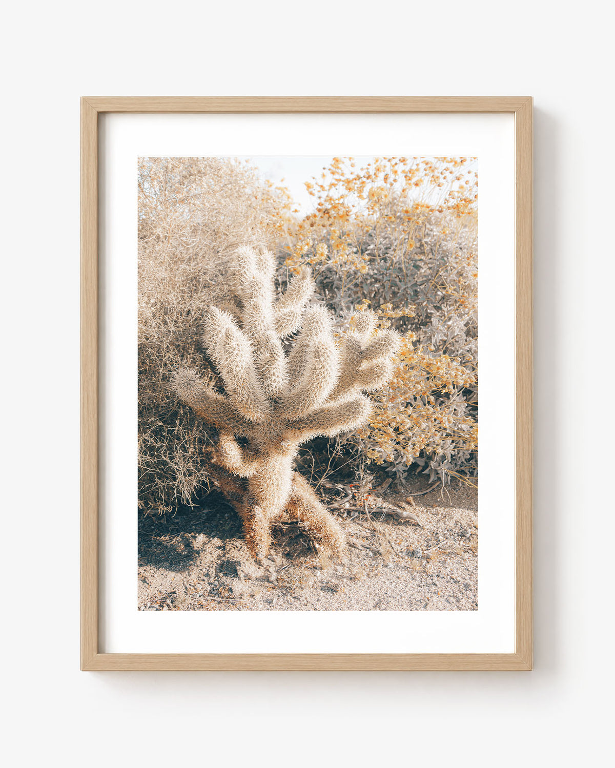 Desert Cholla
