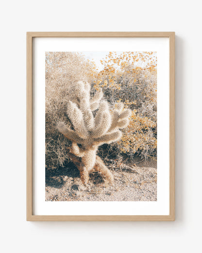 Desert Cholla
