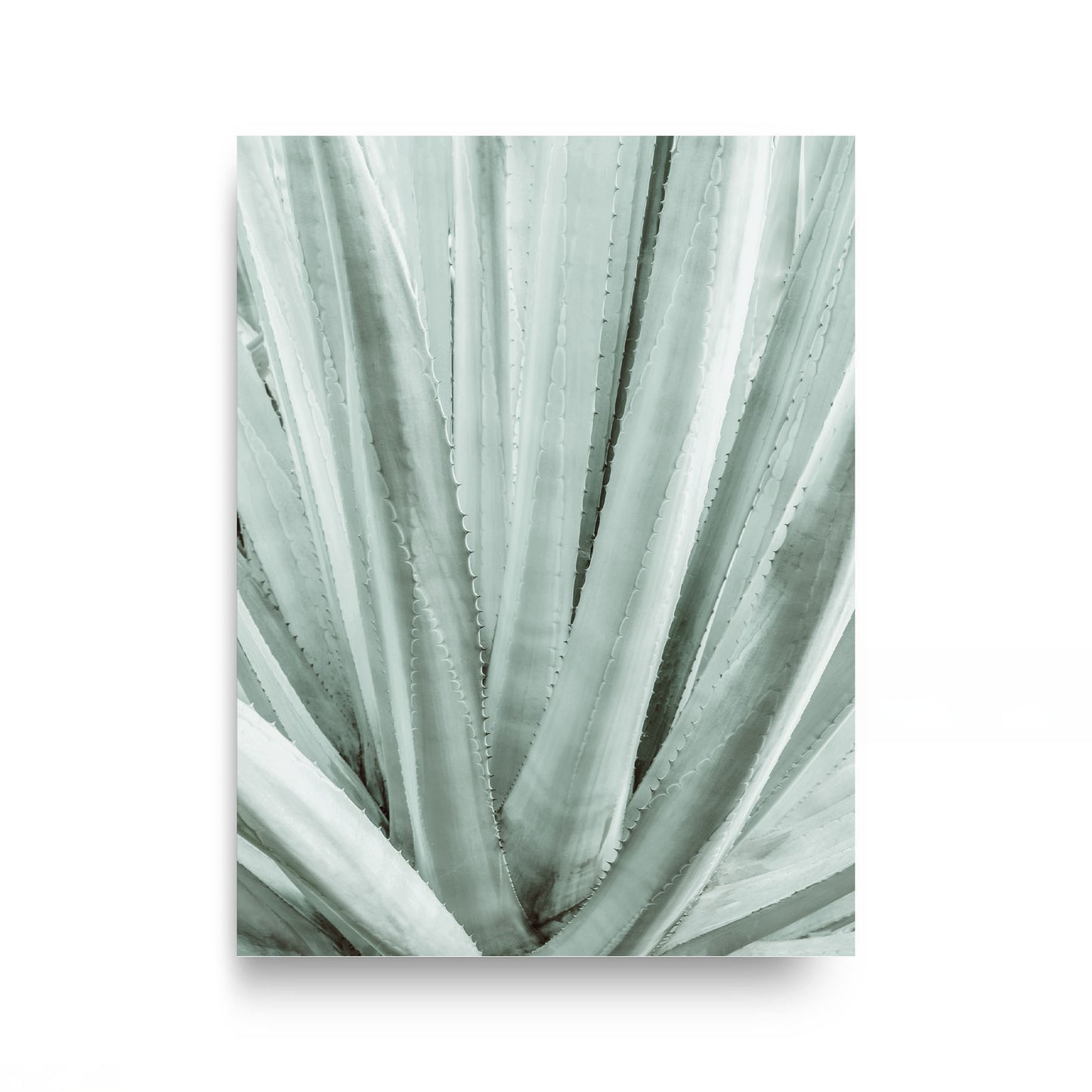 Botanical Symmetry