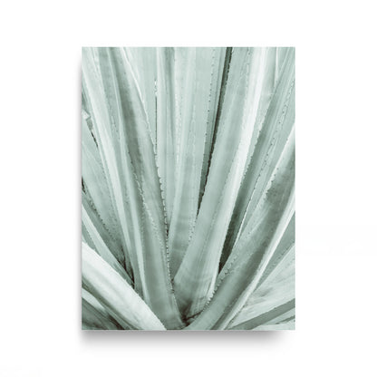 Botanical Symmetry