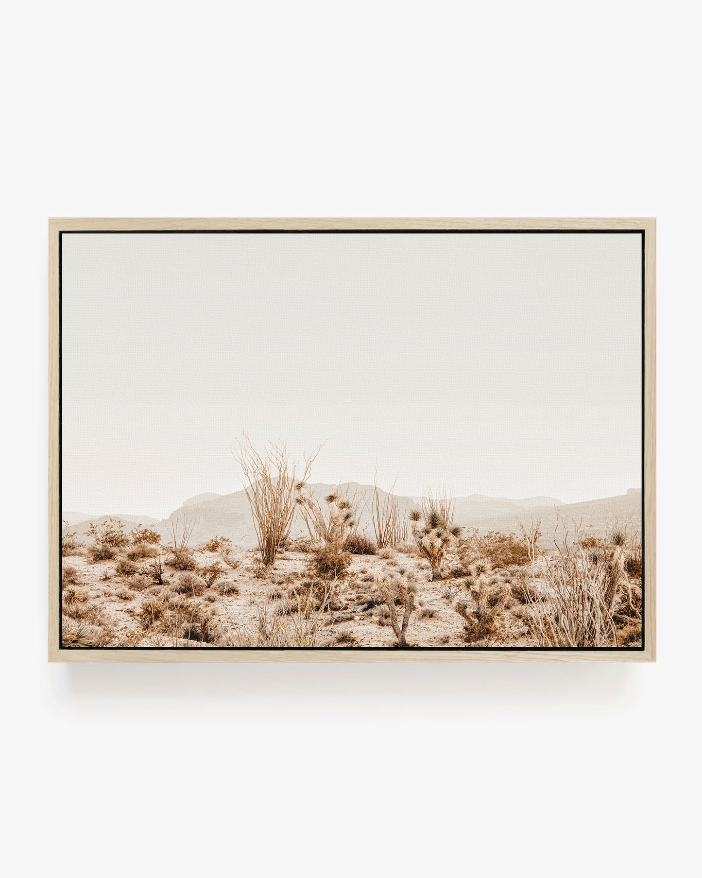 Morning in the Mojave