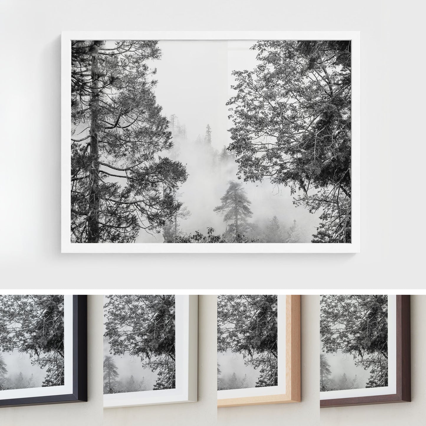 Misty Pine Forest