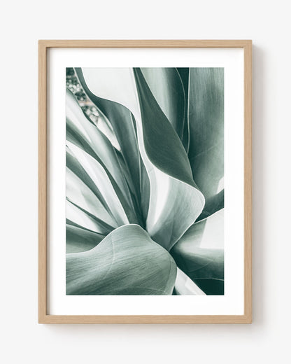 Agave Study