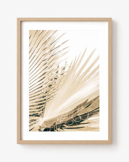 Fronds